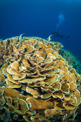 diver above coral bunaken sulawesi indonesia underwater photo