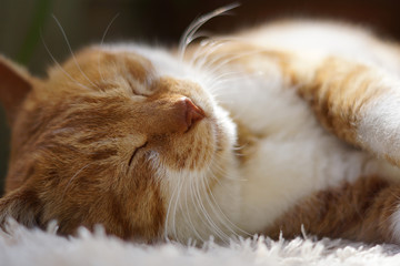 眠る茶猫