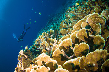 diver above coral bunaken sulawesi indonesia underwater photo