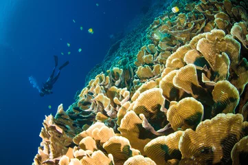 Fotobehang Duiken duiker boven koraal bunaken sulawesi indonesië onderwater foto