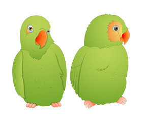 Parrot Couple