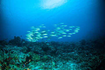 Naklejka na ściany i meble schooler fish bunaken pentapodus nagasakiensis diver