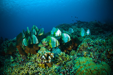 Fototapeta na wymiar golden spadefish bunaken indonesia platax boersii diver