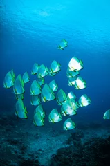 Selbstklebende Fototapete Tauchen golden spadefish bunaken indonesia platax boersii diver