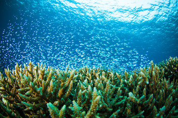Fototapeta na wymiar thousand fish bunaken sulawesi indonesia underwater photo