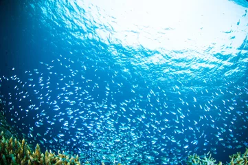 Cercles muraux Plonger thousand fish  bunaken sulawesi indonesia underwater photo