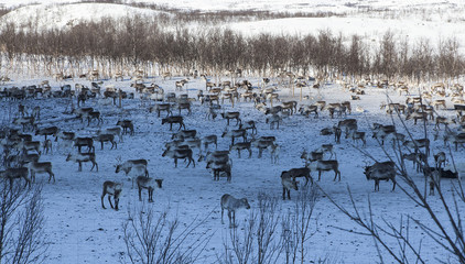 A group of Reindeers