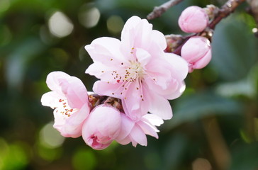 花桃