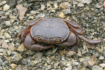 Crab