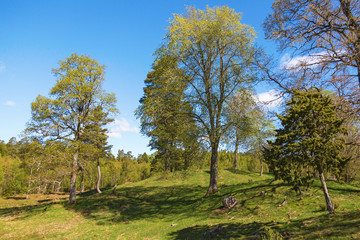 Pasture with trees