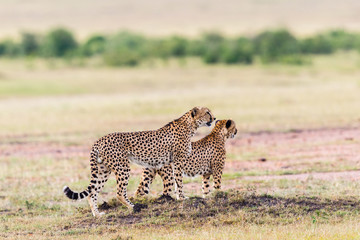 Pair of Cheetah