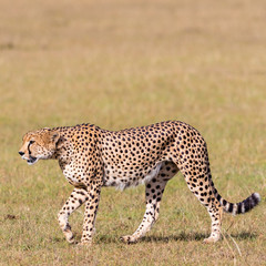 Cheetah walk in the grass