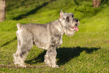 Silver schnauzer dog standing on green grass