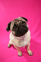 Obraz premium Süßer Mops auf pinkem Hintergrund blickt nach oben