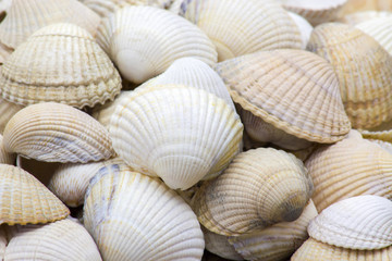 Sea shells background