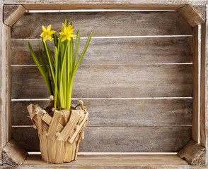 Daffodils on wooden background