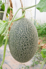 Melon crop