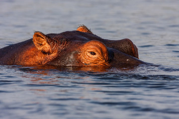 Portrait Hippopotamus,  Chobe National Park, Botswana