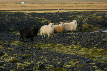 Obraz premium Sheeps on rocky volcanic landscape