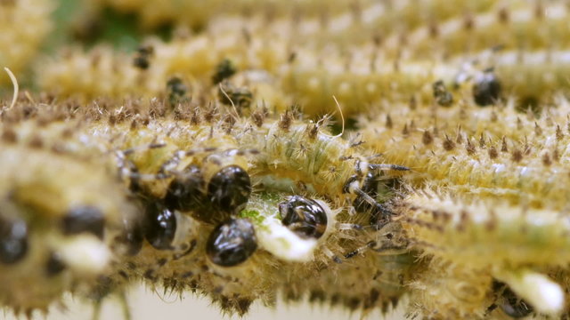 Moth Caterpillars 40x Macro