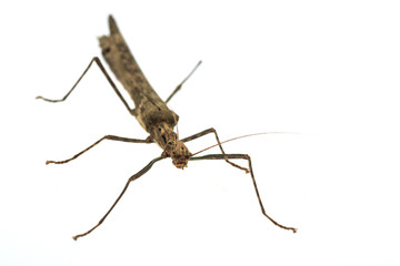 Big brown grasshopper on white background