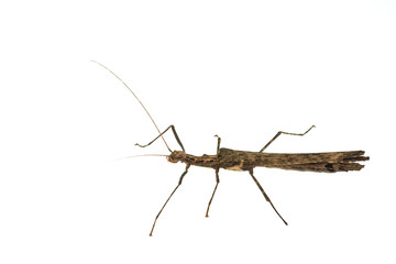 Big brown grasshopper on white background