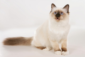 Birman cat sitting on white background