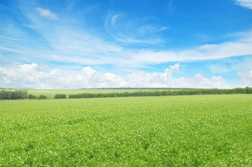 Naklejka premium green field and blue sky with light clouds