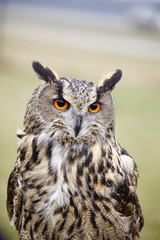 Eagle Owl/An eagle owl