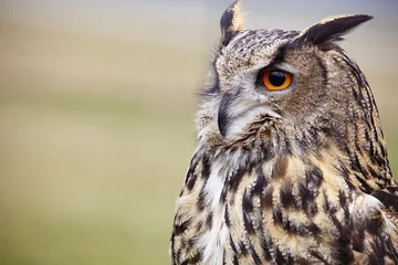 Fototapeten Eule Eagle Owl/An eagle owl  © ZoomTeam