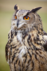 Eagle Owl/An eagle owl