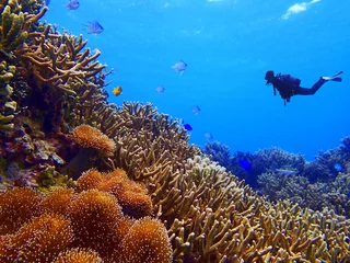  珊瑚礁とダイバー © 7maru