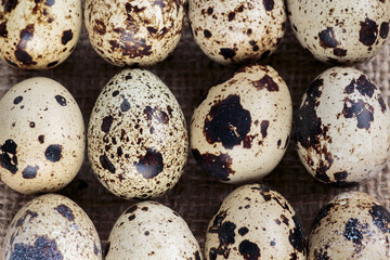 Many quail eggs close up