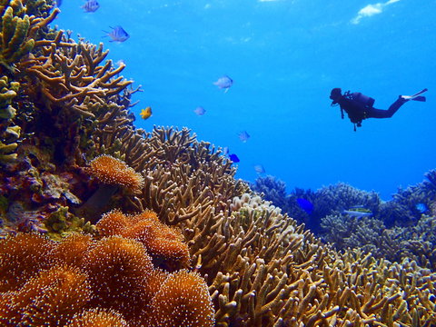 珊瑚礁とダイバー