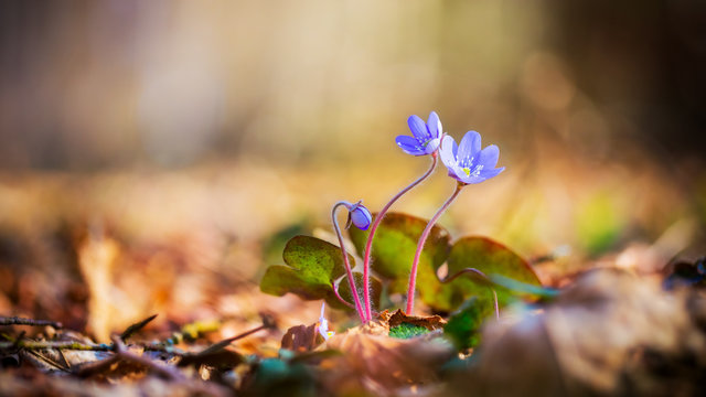 Liverwort Flower