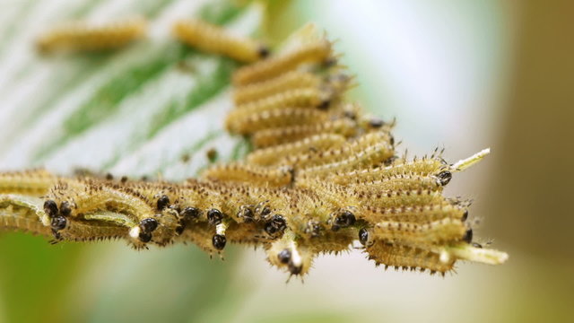Moth Caterpillars On Leaf
