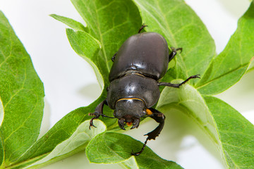 stag beetle female sitting on oak leaf