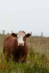 Scotland Angus Cattle - 80623946