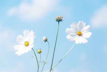 cosmos flowers with blue sky