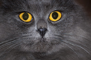 Grey cat with yellow eyes close up