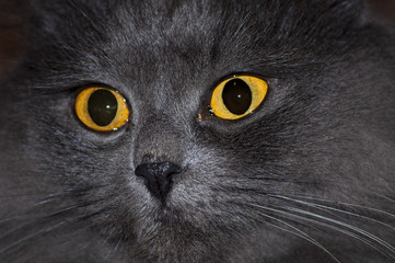 Grey cat with yellow eyes close up