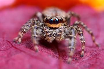 Jumping spider Marpissa muscosa