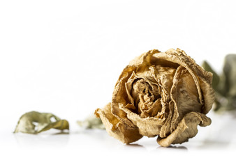 Dry rose on white background