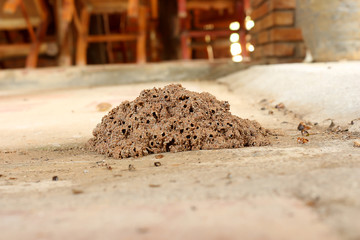  termites in the house.