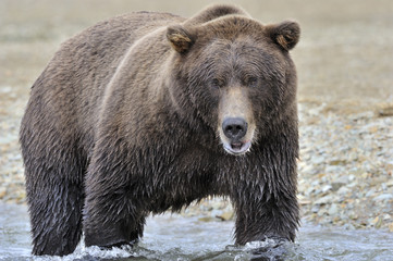 Obraz na płótnie Canvas Grizzly bear fishing in water.
