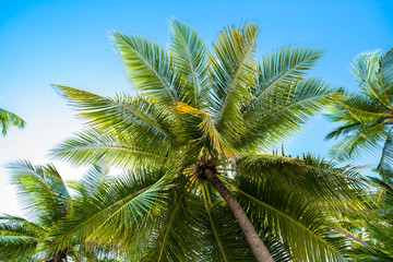 Fototapeta na wymiar Tropical white sand beach with palm trees