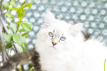 Naklejka na ściany i meble white kitten of siberian breed