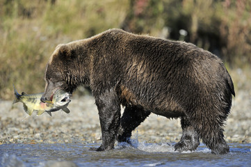 Grizzly bear catching fish in water.