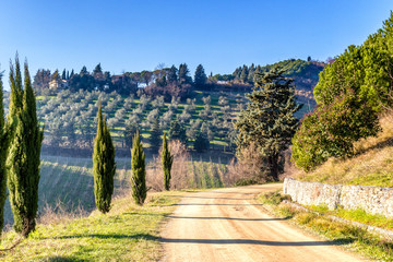 country road bordered by cypresses to cultivated fields