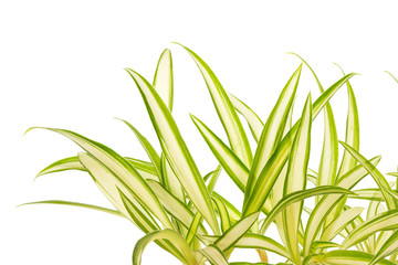 phalangère, plante araignée, fond blanc